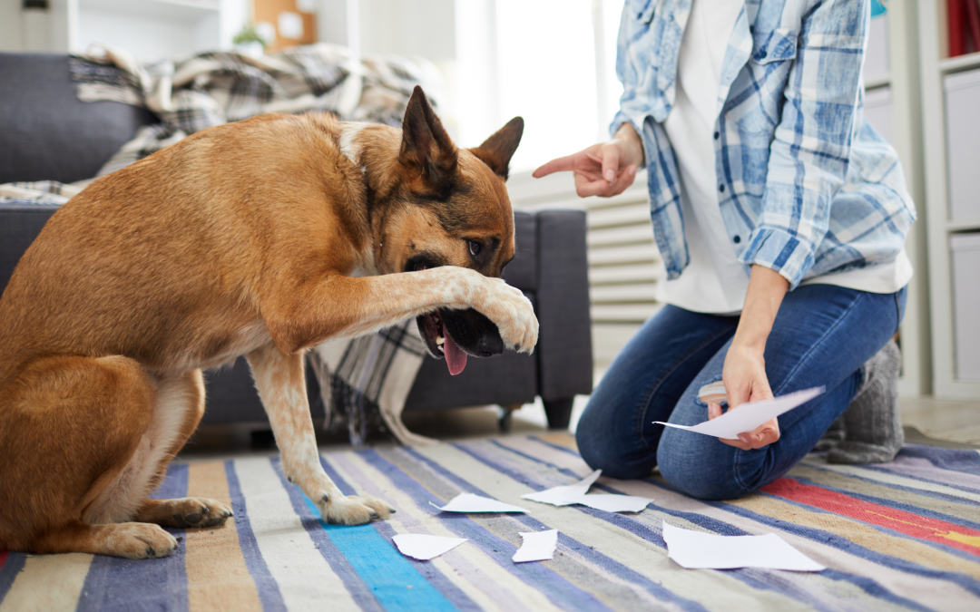 Why Does My Pet Act This Way? Understanding Pet Behavior